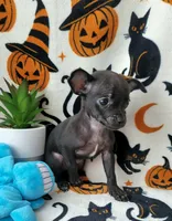 TEACUP PACO, a male Chihuahua for sale in Fontana, CA – 4 of 5