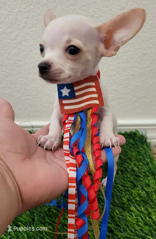 LIL JERRY  – Chihuahua puppy for sale in Dallas, TX