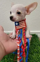 LIL JERRY , a male Chihuahua for sale in Dallas, TX – 1 of 4