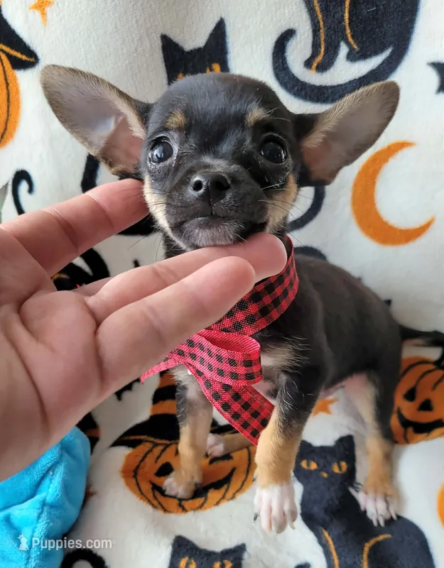 TEACUP TOBY – Chihuahua puppy for sale in Fontana, CA
