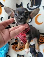 TEACUP TOBY, a male Chihuahua for sale in Fontana, CA – 1 of 8