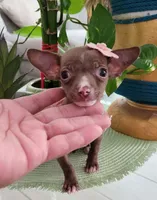 LIL TEACUP MITZI, a female Chihuahua for sale in Katy, TX – 6 of 10