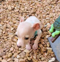 LIL PONCHO, a male Chihuahua for sale in Fontana, CA – 4 of 5