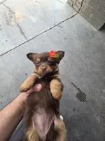 LONGHAIRED ZELDA , a female Chihuahua for sale in Dallas, TX – 2 of 8