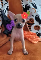 MERRY, a male Chihuahua for sale in Mesquite, TX – 2 of 3