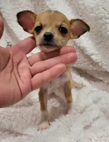 TEACUP PACO, a male Chihuahua for sale in Los Angeles, CA – 3 of 4