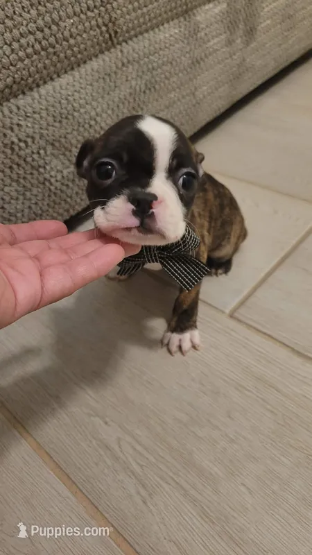MUÑECO – Boston Terrier puppy for sale in Dallas, TX
