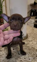 Lil TEACUP SAMMY, a male Chihuahua for sale in Moreno Valley, CA – 7 of 7