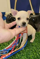 TAQUITO , a male Chihuahua for sale in Dallas, TX – 7 of 8