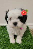 Lili , a female Shih Tzu for sale in Dallas, TX – 3 of 3