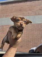 Winston, a male Chihuahua for sale in Dallas, TX – 3 of 4