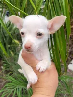 Bartolito, a male Chihuahua for sale in Fontana, CA – 3 of 4