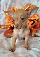 TEACUP BENJI  ( DELIVERY AVAILABLE), a male Chihuahua for sale in Fontana, CA – 5 of 5