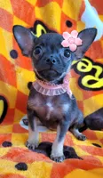 TINY MINITOY MAGGIE, a female Chihuahua for sale in Mesquite, TX – 1 of 1