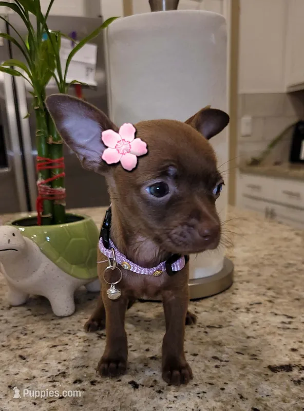 LIL TINY PRINCESS – Chihuahua puppy for sale in Moreno Valley, CA