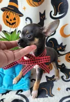 TEACUP TOBY, a male Chihuahua for sale in Fontana, CA – 8 of 8