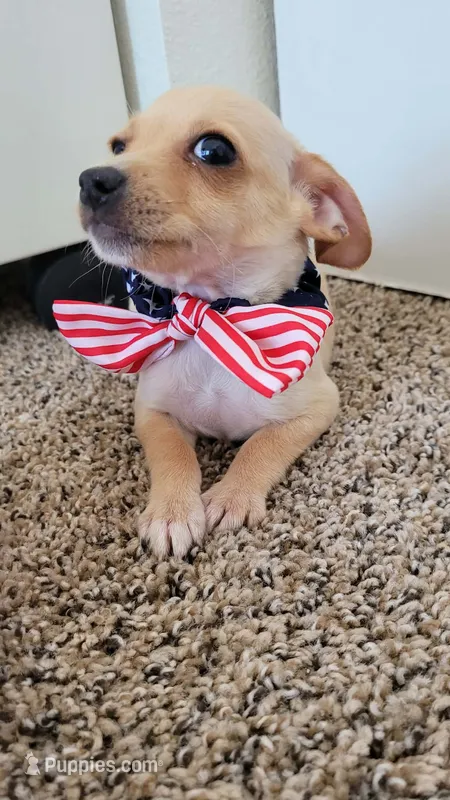 PACO – Chihuahua puppy for sale in Dallas, TX