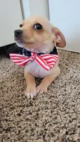PACO, a male Chihuahua for sale in Dallas, TX – 1 of 4
