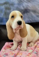 SASSY, a female Basset Hound for sale in Dallas, TX – 5 of 6