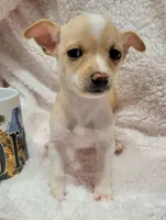 LUCKY, a male Chihuahua for sale in Los Angeles, CA – 4 of 4