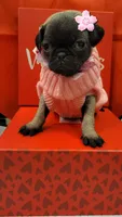 Molly, a female Pug for sale in Garland, TX – Photo 3 of 3