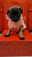 Molly, a female Pug for sale in Garland, TX – Photo 2 of 3