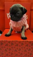 Molly, a female Pug for sale in Garland, TX – Photo 1 of 3