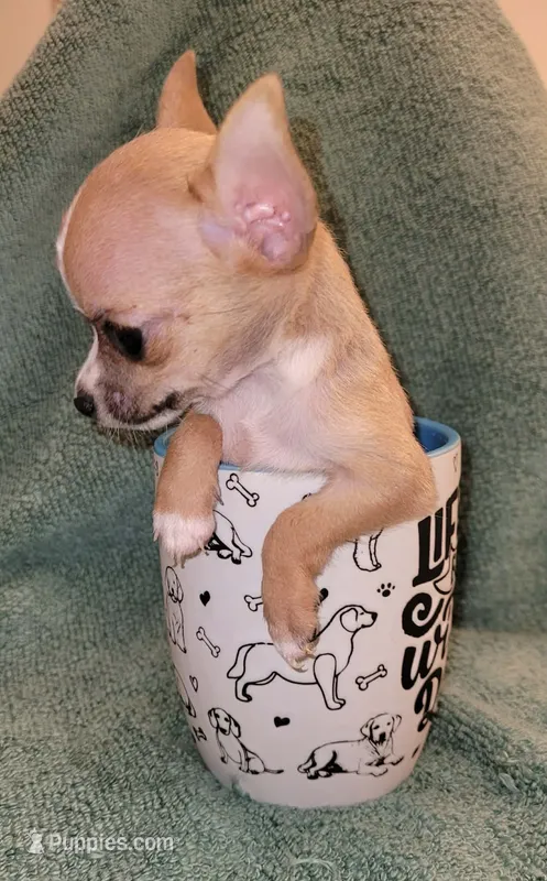 LIL TEACUP BANDIT – Chihuahua puppy for sale in Garland, TX