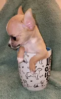 LIL TEACUP BANDIT, a male Chihuahua for sale in Garland, TX – 1 of 7