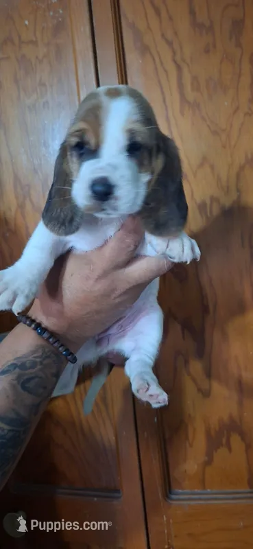 BASSETT GIRL #4 – Basset Hound puppy for sale in Dallas, TX