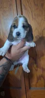 BASSETT GIRL #4, a female Basset Hound for sale in Dallas, TX – 1 of 1