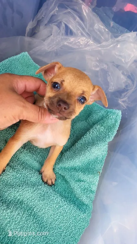 LIL TEACUP RED – Chihuahua puppy for sale in Garland, TX