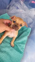 LIL TEACUP RED, a male Chihuahua for sale in Garland, TX – 1 of 2