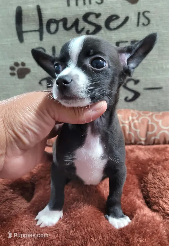 LIL TINY MAX – Chihuahua puppy for sale in Santa Barbara, CA