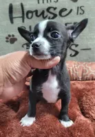 LIL TINY MAX, a male Chihuahua for sale in Santa Barbara, CA – 1 of 4