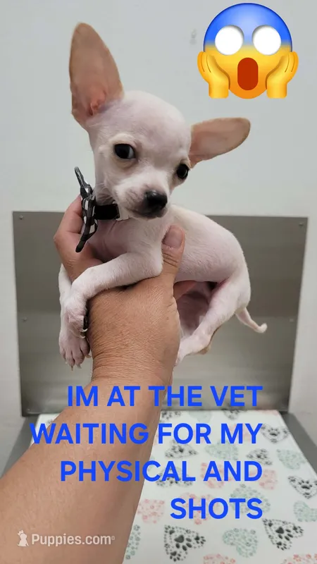 LIL JERRY  – Chihuahua puppy for sale in Dallas, TX