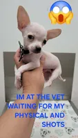 LIL JERRY , a male Chihuahua for sale in Dallas, TX – 4 of 4