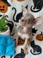 TEACUP LILAC JERRY, a male Chihuahua for sale in Fontana, CA – 2 of 5