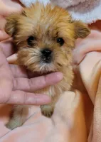 LIL TEACUP PACO, a male Shorkie for sale in Moreno Valley, CA – 3 of 4