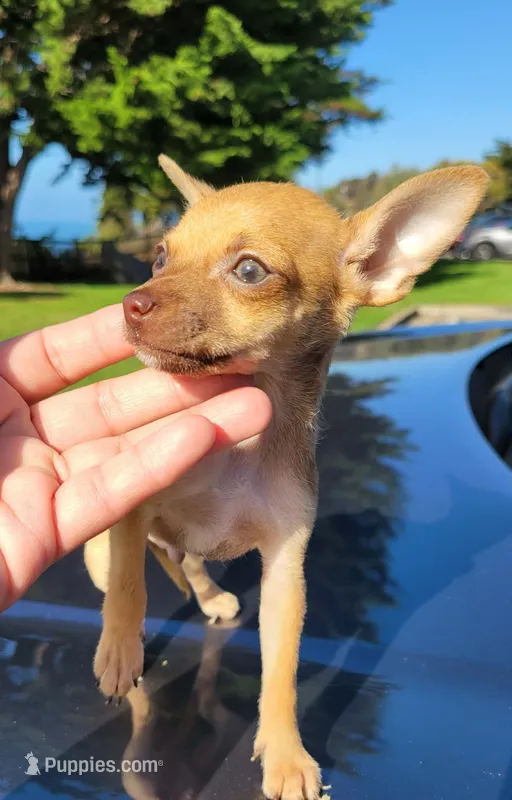 LIL TEACUP RED  – Chihuahua puppy for sale in Covina, CA