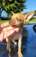 LIL TEACUP RED , a male Chihuahua for sale in Covina, CA – 1 of 8