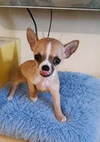 LIL TEACUP BANDIT, a male Chihuahua for sale in Santa Barbara, CA – 2 of 5