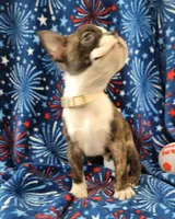 MUÑECO, a male Boston Terrier for sale in Dallas, TX – 5 of 7