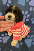 ROSY, a female Maltipoo for sale in Covina, CA – 2 of 7