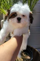 COCO , a male Shih Tzu for sale in Elizabeth, NJ – 4 of 7