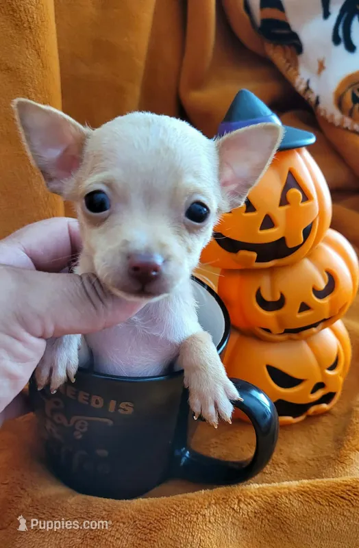 TEACUP TAQUITO – Chihuahua puppy for sale in Fontana, CA