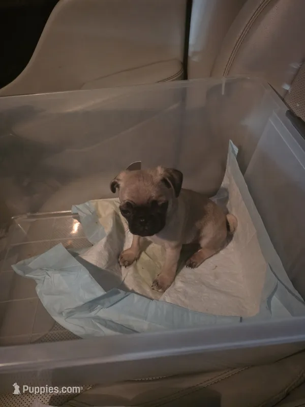 CHARLIE  – Pug puppy for sale in Dallas, TX