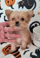 LIL TEACUP MORKIE 1, a male Morkie for sale in Moreno Valley, CA – 2 of 9