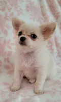 TOBY THE LONGHAIRED MINI, a male Chihuahua for sale in Dallas, TX – 3 of 7