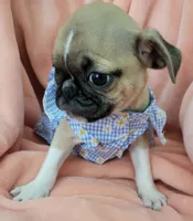 Molly, a female Pug for sale in Elizabeth, NJ – 5 of 7
